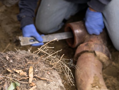 How Can Tree Roots Affect Your Plumbing