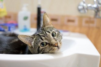 Tips for Pet-Proofing Your Plumbing